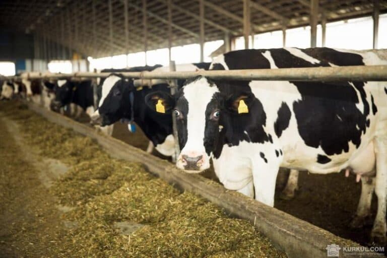 Чернігів Придбання молокоферм (25 000 кв.м.) і Придбання трактового парку (7800 кв.м.)